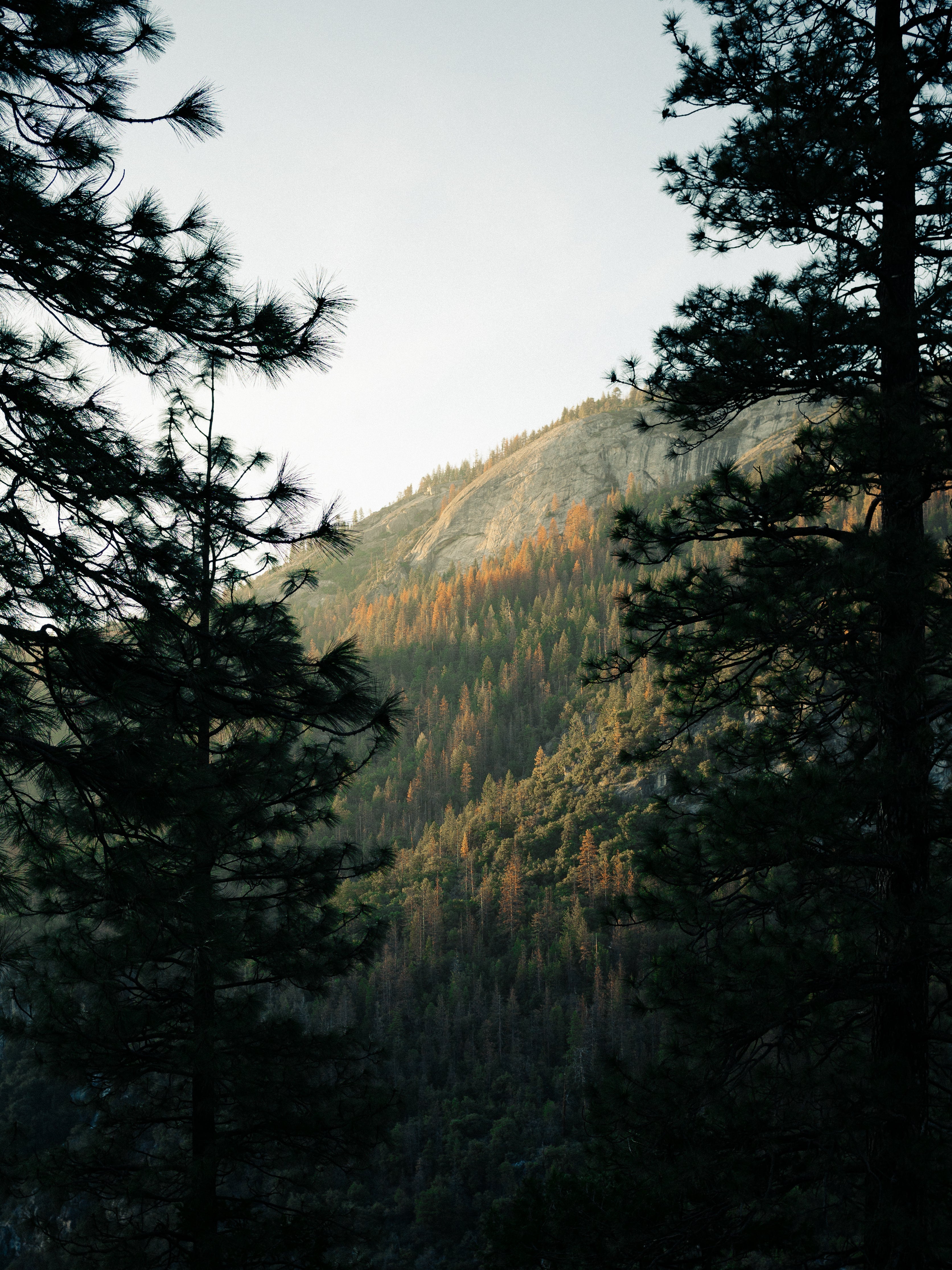 6.autumn-trees-hillside.jpg